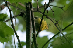 Leiothlypis ruficapilla image
