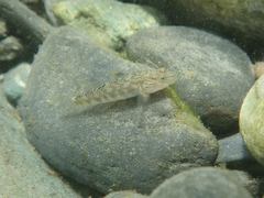 Rhinogobius gigas
