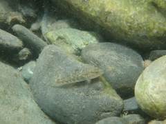 Rhinogobius gigas