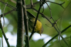 Leiothlypis ruficapilla image