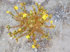 Deinandra minthornii