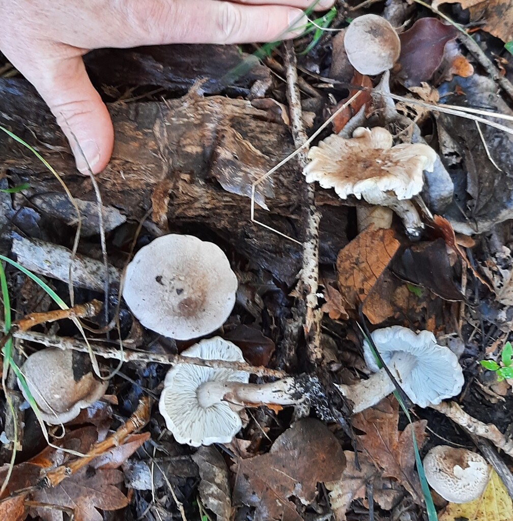 Tricholoma scalpturatum · April 2025 · photo: © davidwhyte (iNaturalist, cc-by-sa)