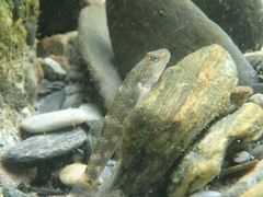 Rhinogobius gigas