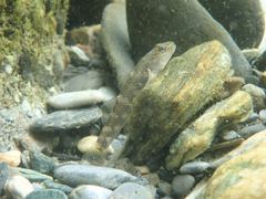 Rhinogobius gigas