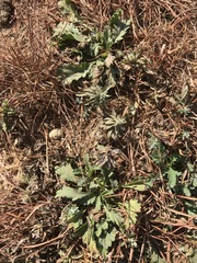 Nidorella podocephala