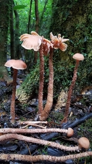 Laccaria squarrosa