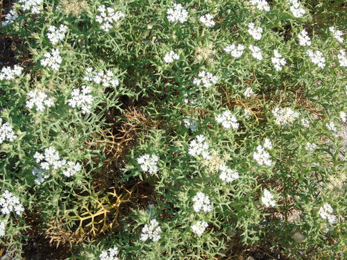 Spinose Pickling Herb