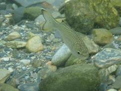 Kuhlia marginata