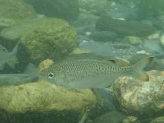 Kuhlia marginata