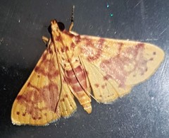 Conogethes haemactalis