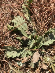 Nidorella podocephala