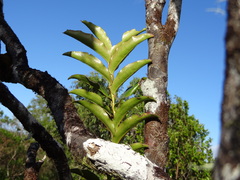 Aphloia theiformis