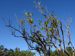 Aphloia theiformis