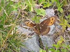 Erebia ligea