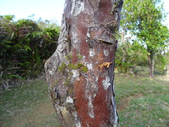 Aphloia theiformis