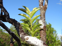 Aphloia theiformis