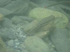 Sicyopterus japonicus