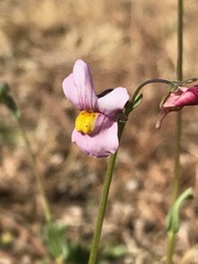 Nemesia fruticans