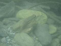 Sicyopterus japonicus