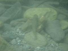 Sicyopterus japonicus