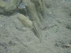 Sicyopterus japonicus
