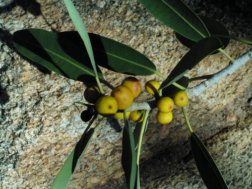 Image of Ficus desertorum by (c) Borja Fierro, some rights reserved (CC BY)