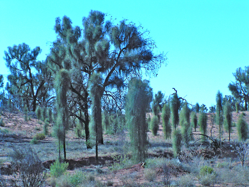 Image of Allocasuarina decaisneana by (c) Borja Fierro, some rights reserved (CC BY)
