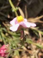 Nemesia fruticans
