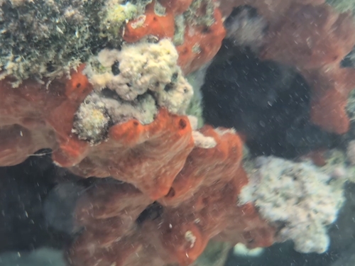 Monanchora clathrata observed 2025-04-19