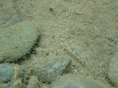Rhinogobius gigas