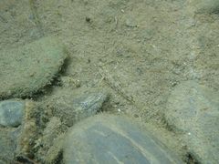 Rhinogobius gigas