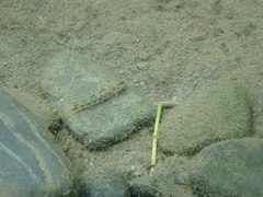 Rhinogobius gigas