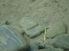 Rhinogobius gigas