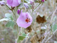 Malacothamnus fasciculatus nuttallii