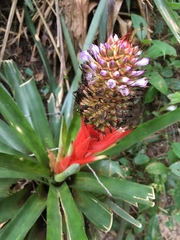 Aechmea ornata
