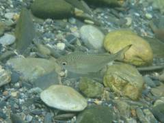 Kuhlia marginata