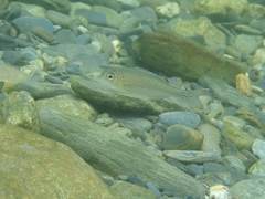 Kuhlia marginata