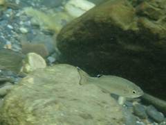 Kuhlia marginata