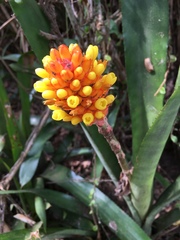 Aechmea comata