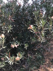 Nerium oleander