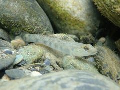 Rhinogobius gigas