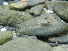 Rhinogobius gigas