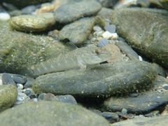 Rhinogobius gigas