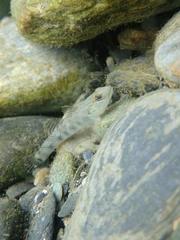 Rhinogobius gigas