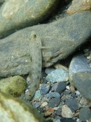 Rhinogobius gigas