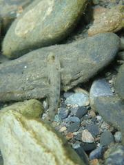 Rhinogobius gigas