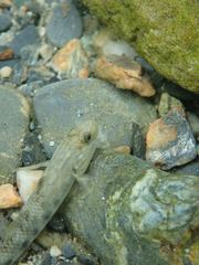 Rhinogobius gigas