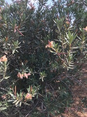 Nerium oleander