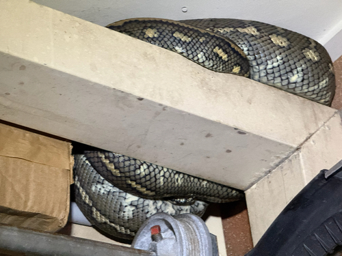 Coastal Carpet Python sighting