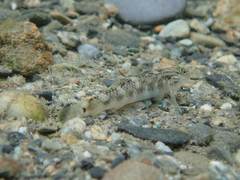 Rhinogobius gigas